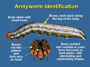 lawn grubs