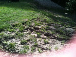 Green couch compared to clumping grass for erosion control