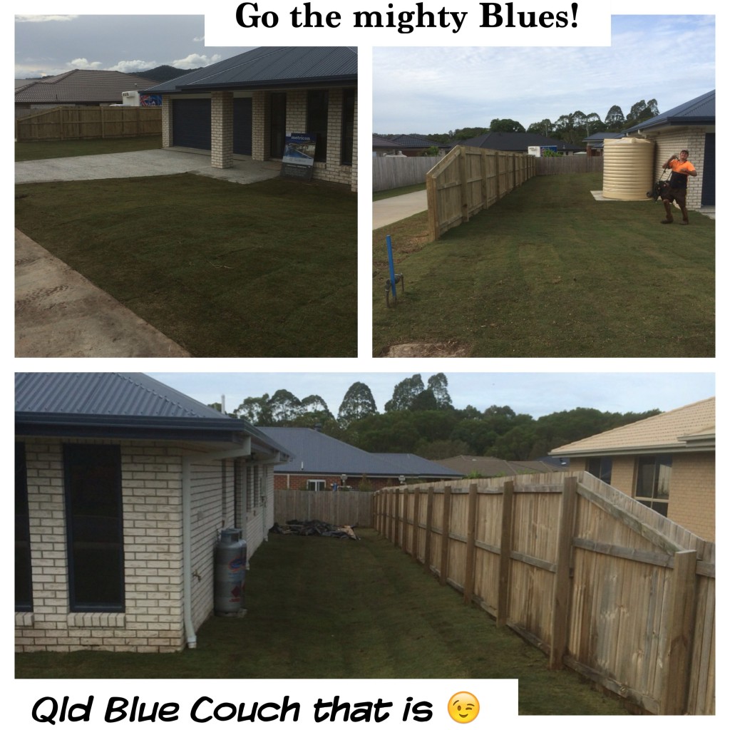 Qld Blue Couch Go the Mighty Blues! Coastal Turf