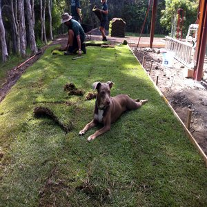 Ethel the Dog on the Empire Zoysia