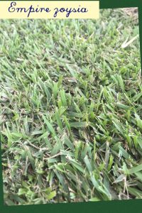 Empire Zoysia