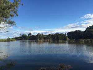 Our water paddocks. Great for Eels and Fish