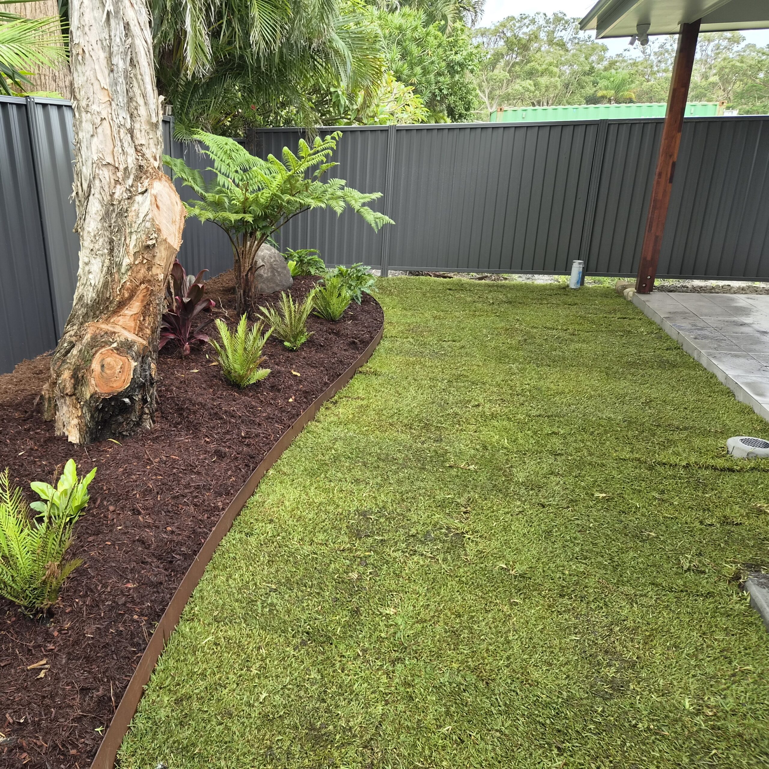 DNA Certified Sir Walter Buffalo - Image 15