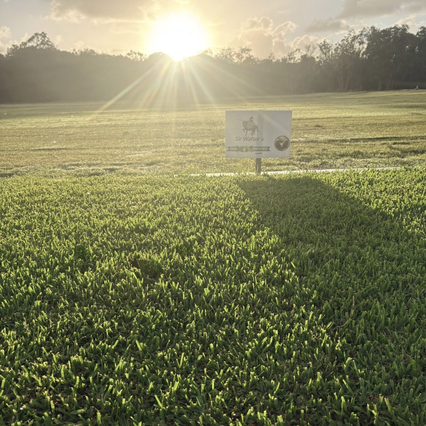 DNA Certified Sir Walter Buffalo - Image 18