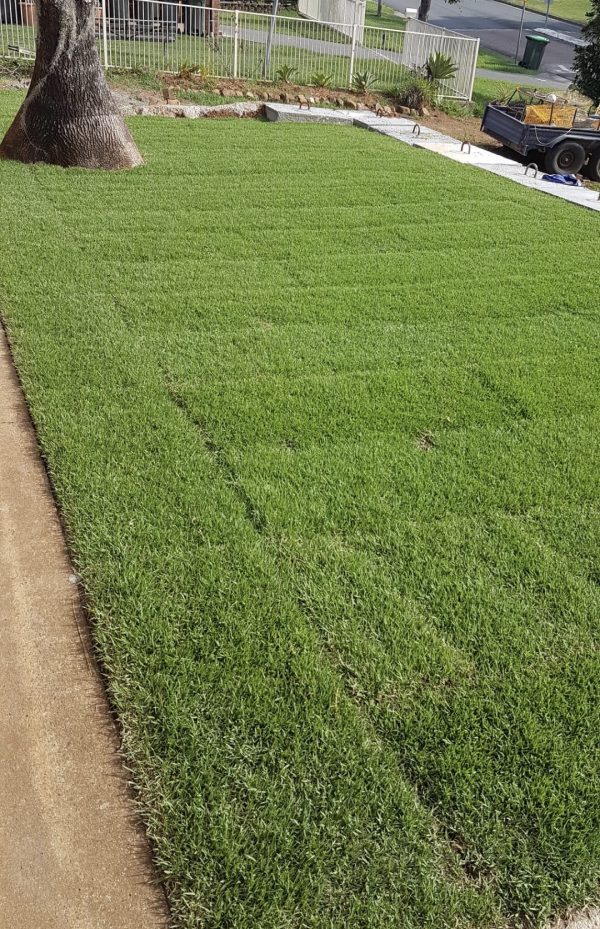 ‘Empire’ Zoysia Grass Coastal Turf