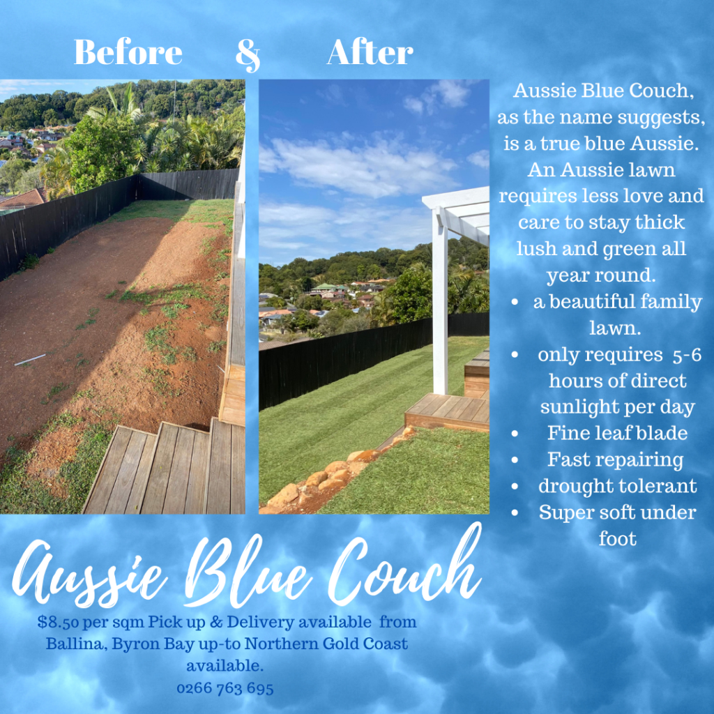 Pacific Aussie Blue Couch Coastal Turf