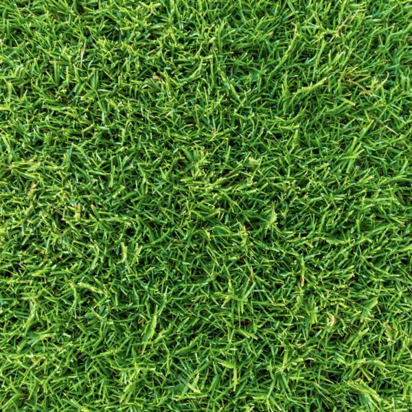 Sir Grange Zoysia - Image 4
