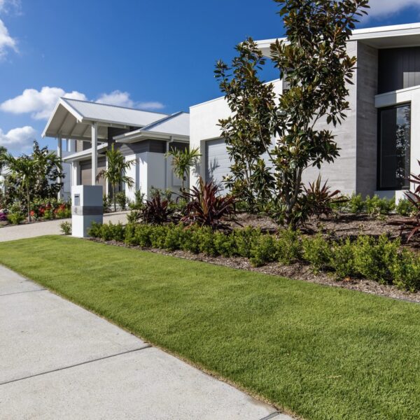 Sir Grange Zoysia - Image 9