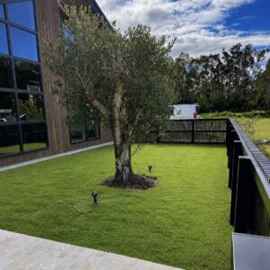 Sir Grange Zoysia