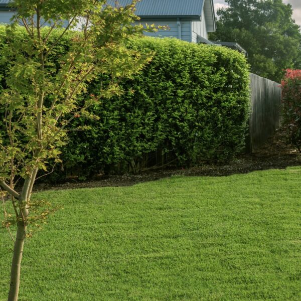Zoysia Australis - Image 4