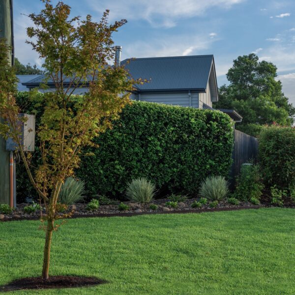 Zoysia Australis - Image 2