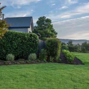 Zoysia Australis