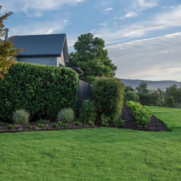 Zoysia Australis