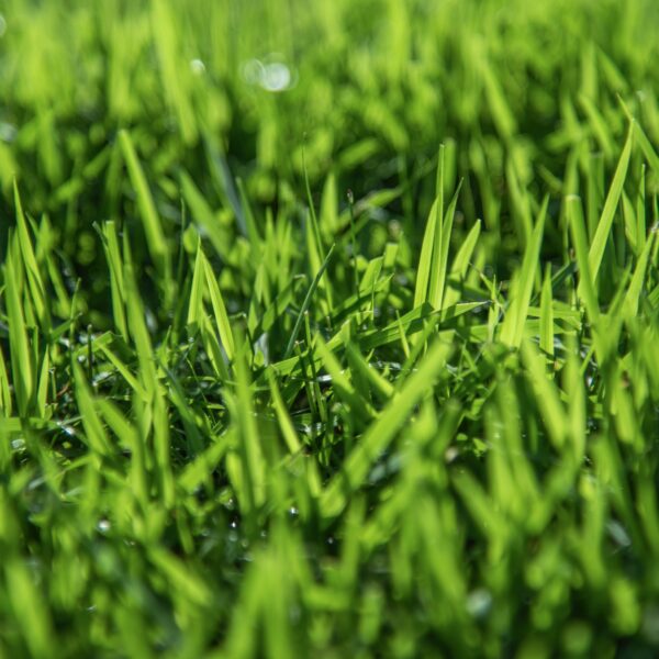 Zoysia Australis - Image 3
