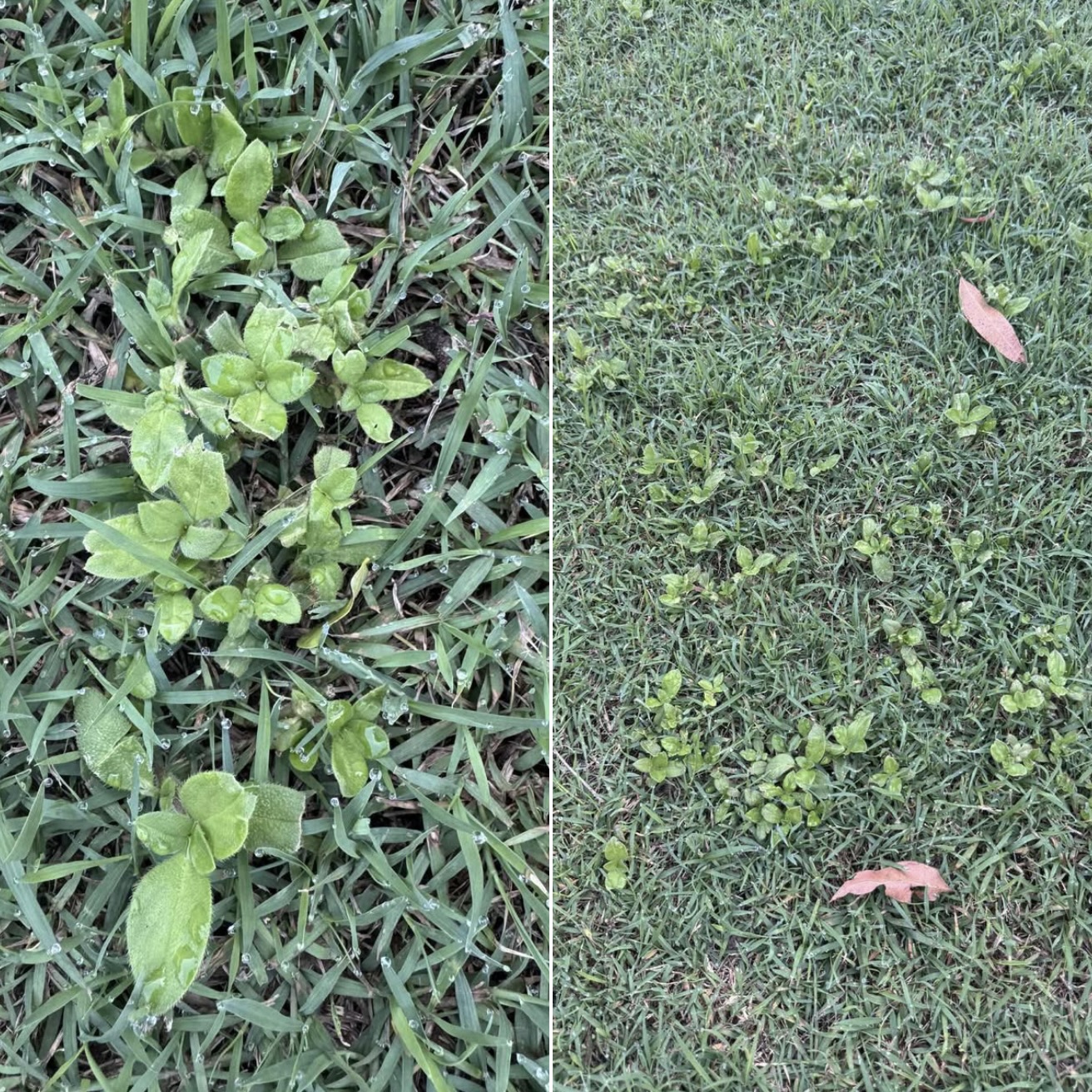 Bow & Arrow Herbicide - Image 3