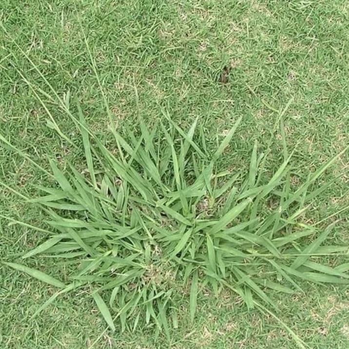 Bow & Arrow Herbicide - Image 4