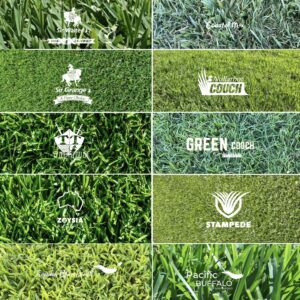 Turf