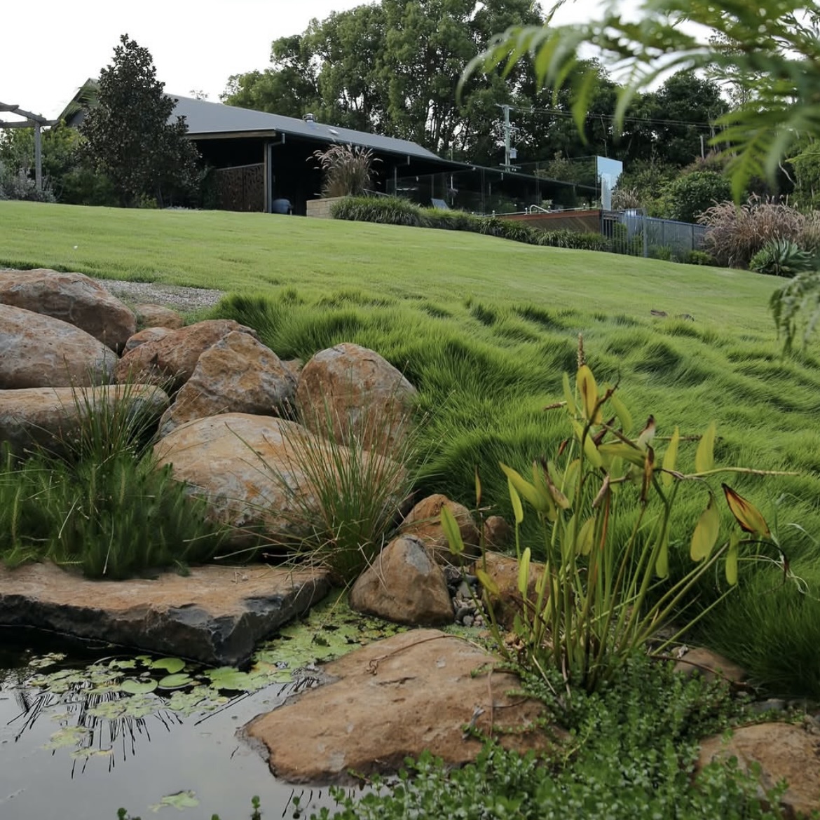 Sir Grange Zoysia